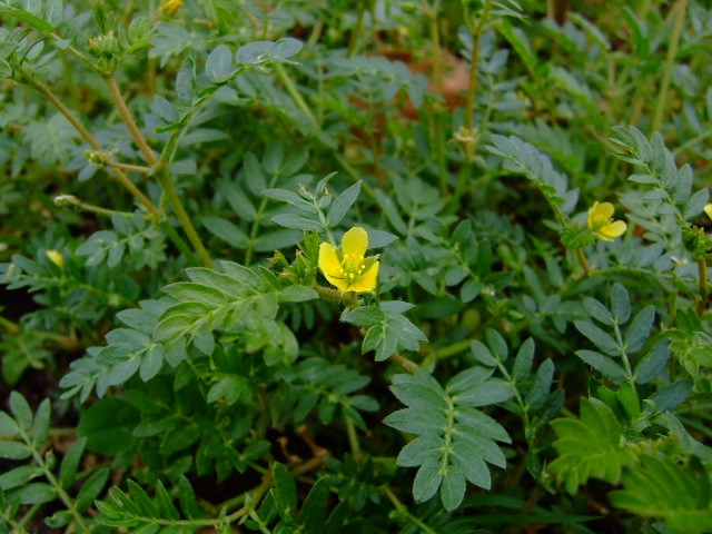 Tribulus terrestris-kotvičník zemný-testosterón