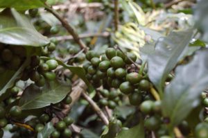 zelená káva-cena-skúsenosti-účinky