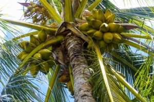 kokosový olej-cena-účinky-využitie