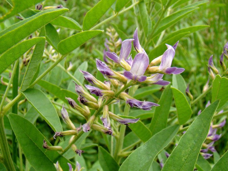 Glycyrrhiza glabra rastlina sladkého drievka