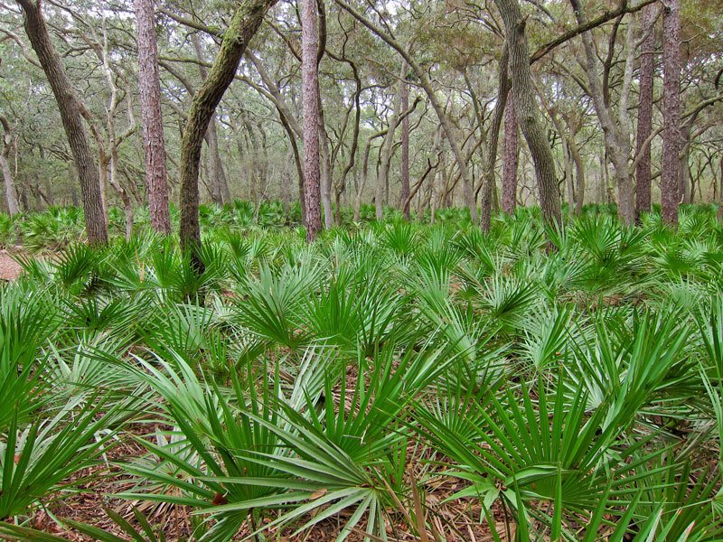 saw palmetto