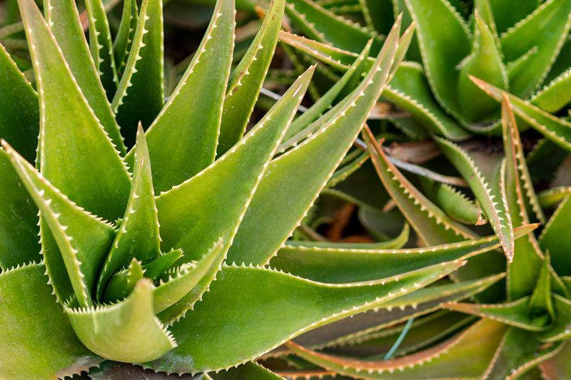 aloe vera